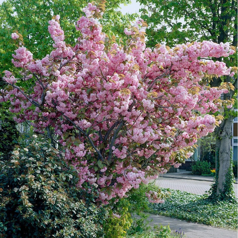 Japanese Cherry Blossom Tree | Prunus serrulata ‘Kanzan’ 2 Year Old Tree in a 9L Pot