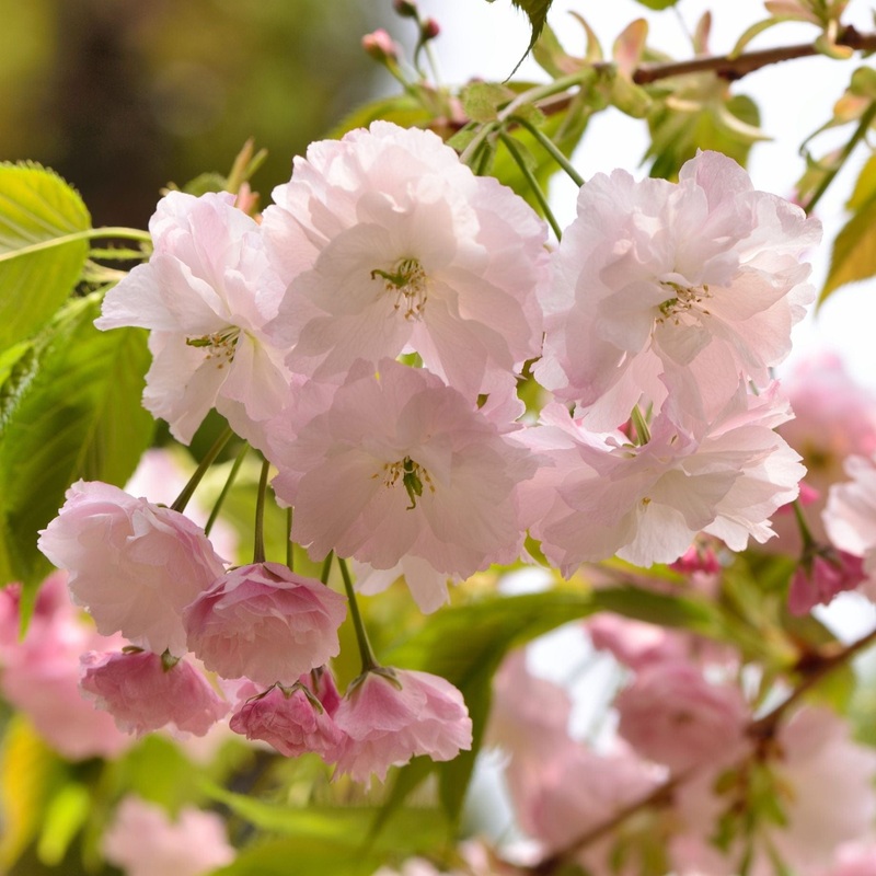 Japanese Cherry Blossom Tree | Prunus ‘Shirofugen’ 2 Year Old Tree in a 9L Pot