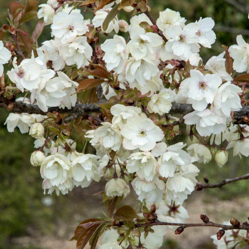 Japanese Cherry Blossom Tree | Prunus ‘Ukon’