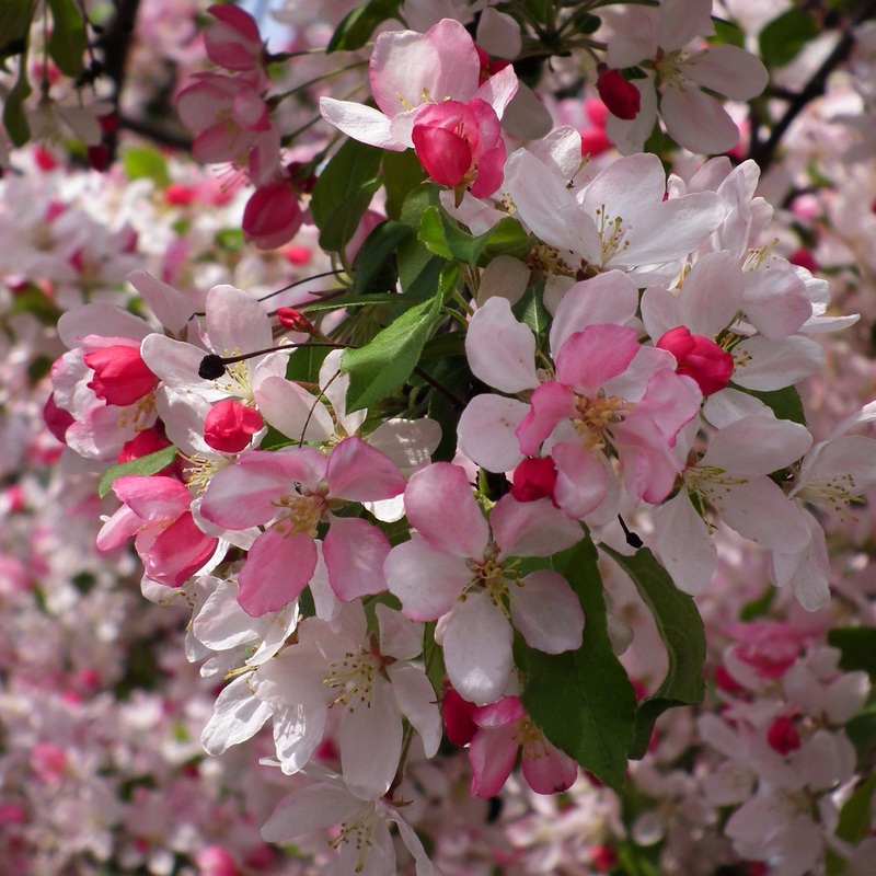 Japanese Crabapple Tree | Malus floribunda 2 Year Old Tree in a 9L Pot