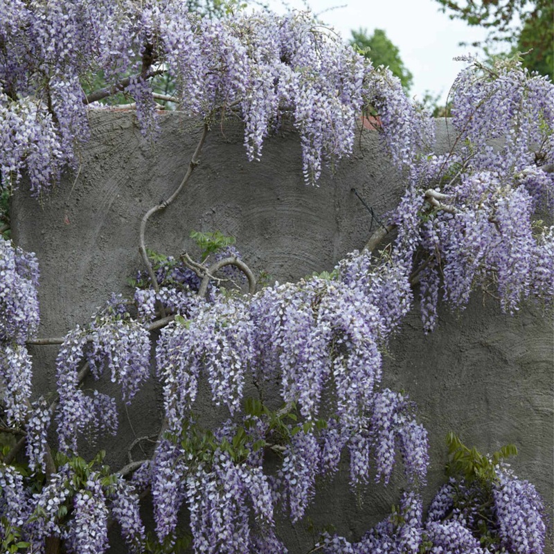 Japanese Wisteria | Wisteria floribunda ‘Domino’
