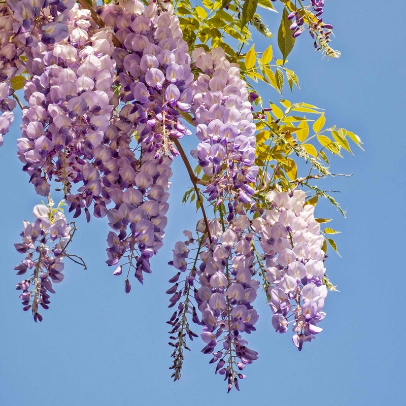Japanese Wisteria | Wisteria floribunda ‘Royal Purple’