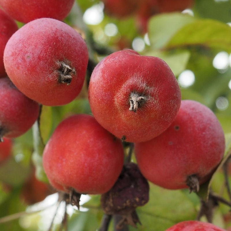 ‘Jelly King’ Crabapple Tree 2 Year Old Tree in a 9L Pot