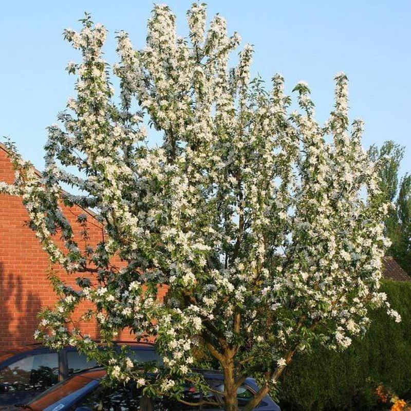 ‘John Downie’ Crabapple Tree 2 Year Old Tree in a 9L Pot