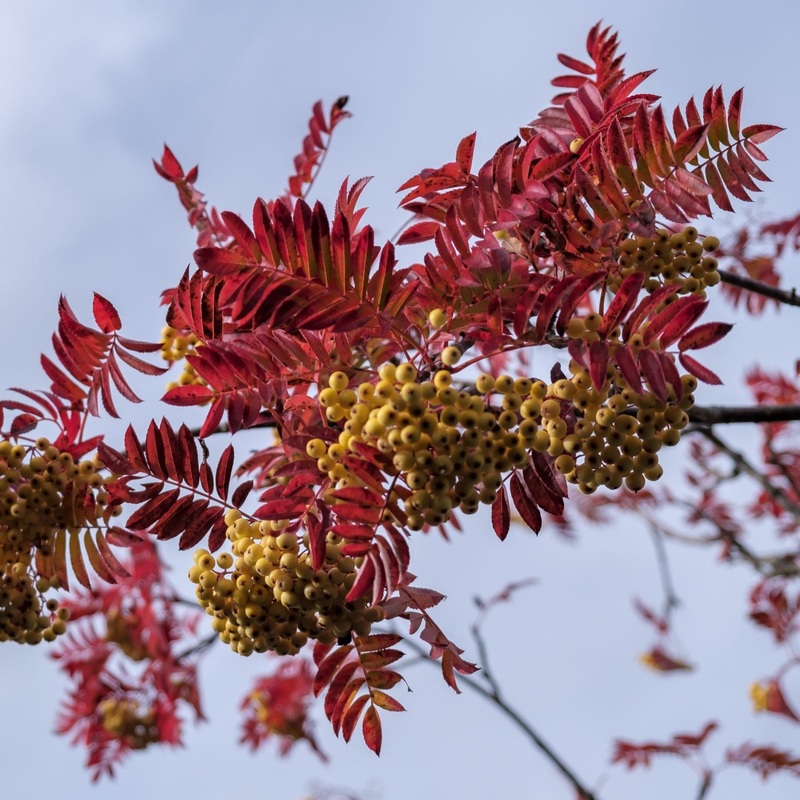 ‘Joseph Rock’ Rowan Tree | Sorbus 2 Year Old Tree in a 9L Pot