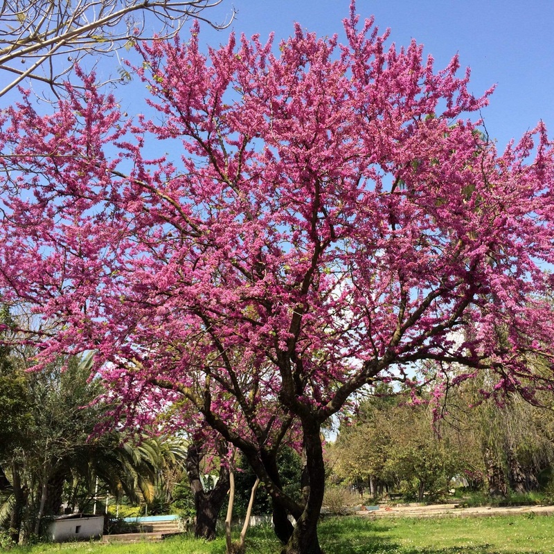 Judas Tree | Cercis siliquastrum Tree in a 3L Pot