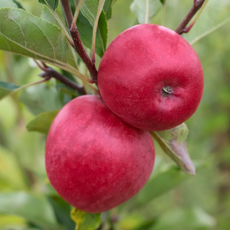 ‘Katy’ Apple Tree 2 Year Old Dwarfing Tree in a 9L Pot
