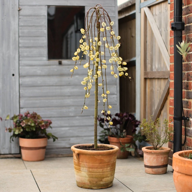 ‘Kilmarnock’ Dwarf Weeping Willow Tree | Salix caprea Tree in a 4L Pot