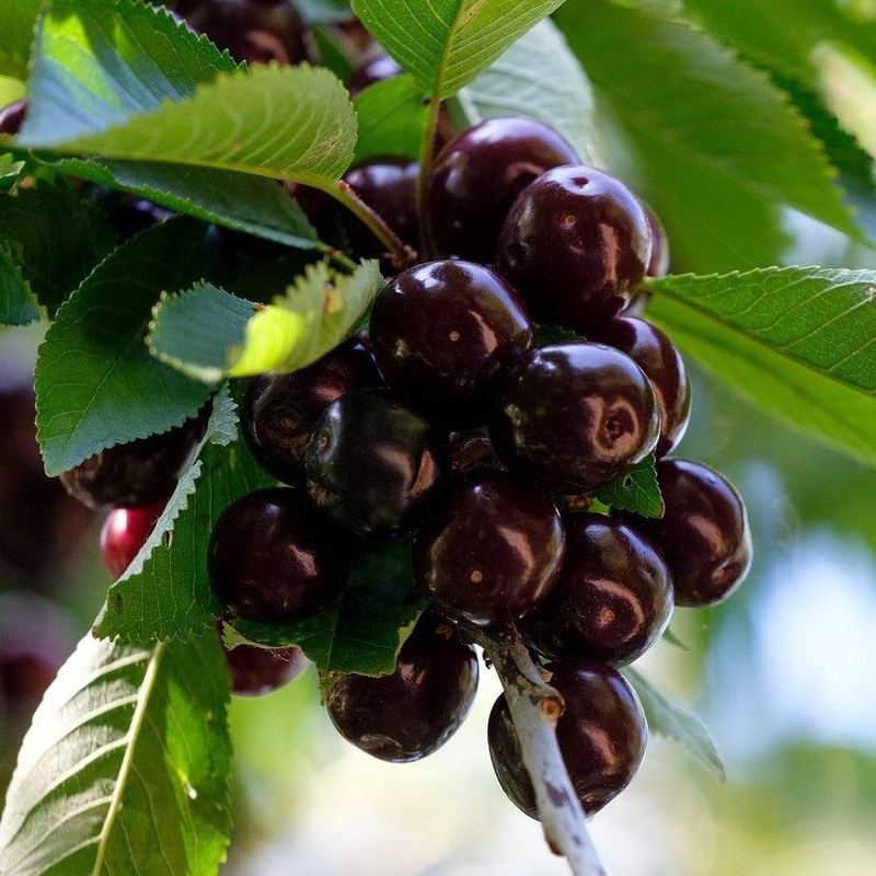 ‘Kordia’ Cherry Tree Patio Tree in a 4.5L Pot