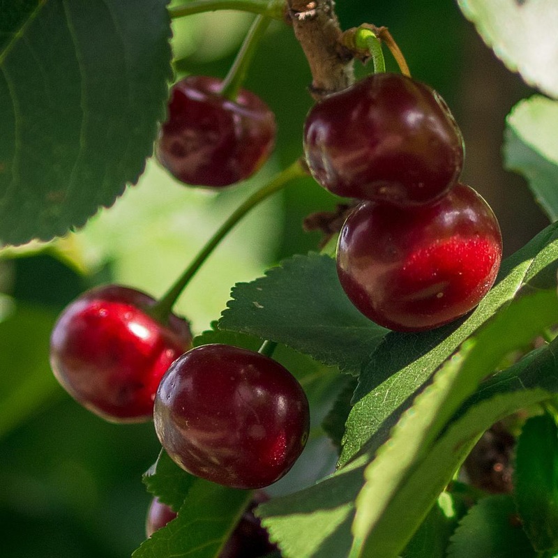 Lapins ‘Cherokee’ Cherry Tree 2 Year Old Tree in a 9L Pot