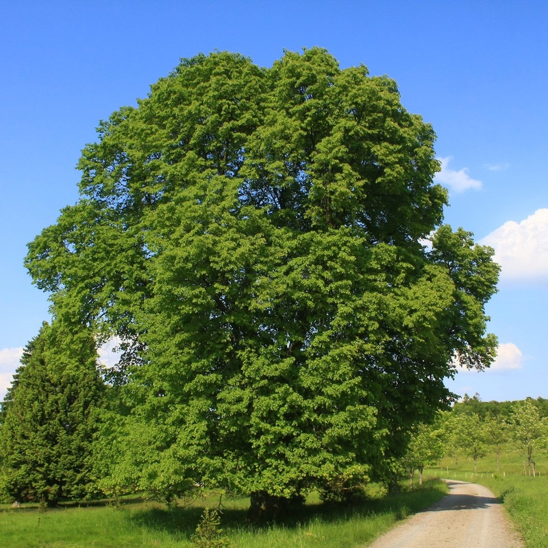 Large-leaved Lime Tree | Tilia platyphyllos 2 Year Old Tree in a 9L Pot
