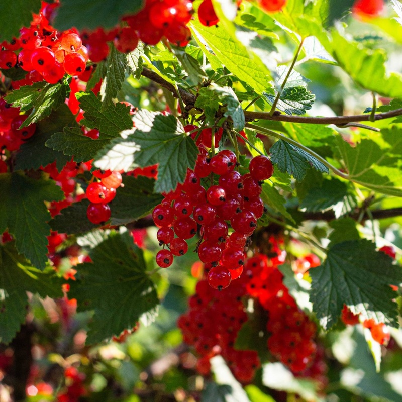 ‘Laxton’s Number One’ Redcurrant Plant