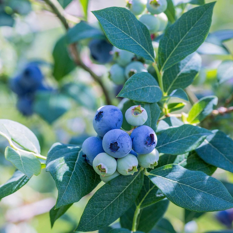 ‘Liberty’ Blueberry Bush