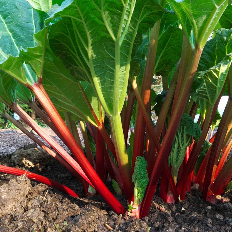 ‘Livingstone’ Rhubarb Plant