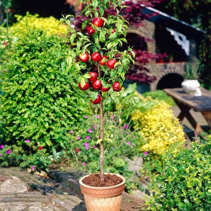 ‘Lord Napier’ Nectarine Tree Patio Tree in a 4.5L Pot