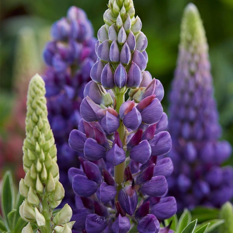 Lupin Legendary ‘Shades of Blue’ Garden Ready Plant in a 1L Pot