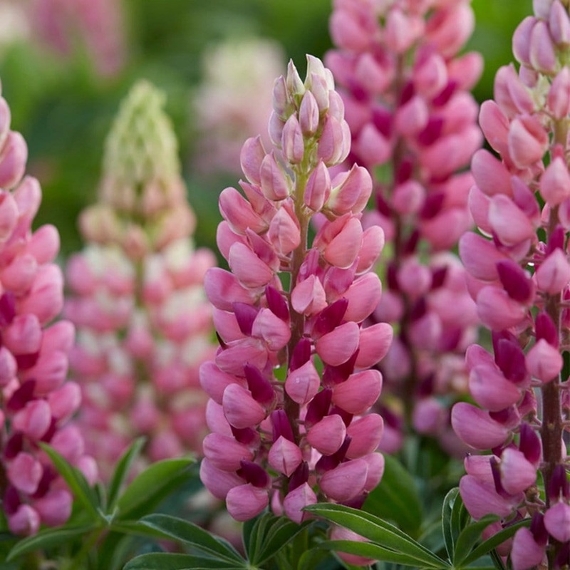 Lupin ‘Legendary Shades of Pink’ Garden Ready Plant in a 1L Pot