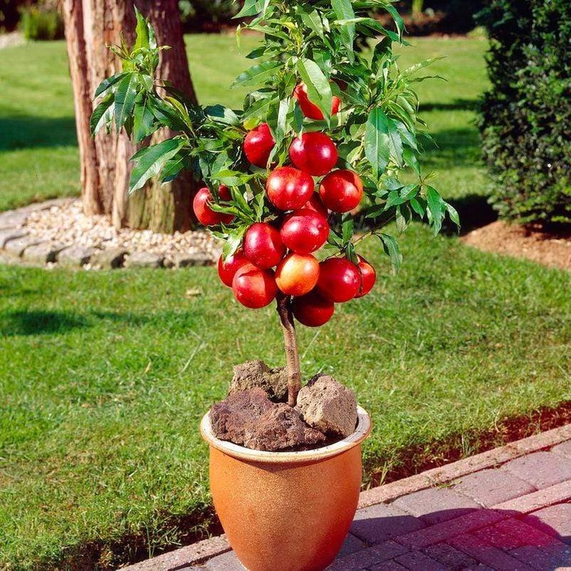 ‘Madame Blanchette’ Nectarine Tree Patio Tree in a 4.5L Pot