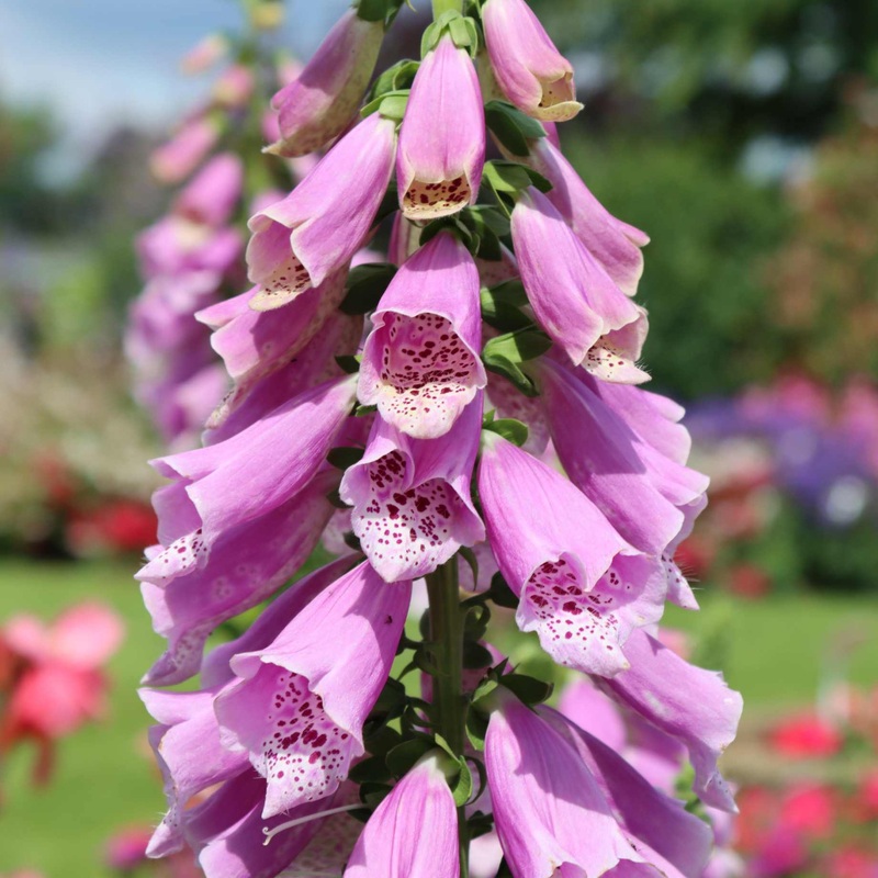 Magenta Foxglove | Digitalis ‘Dalmatian Rose’ Garden Ready Plant in a 1L Pot