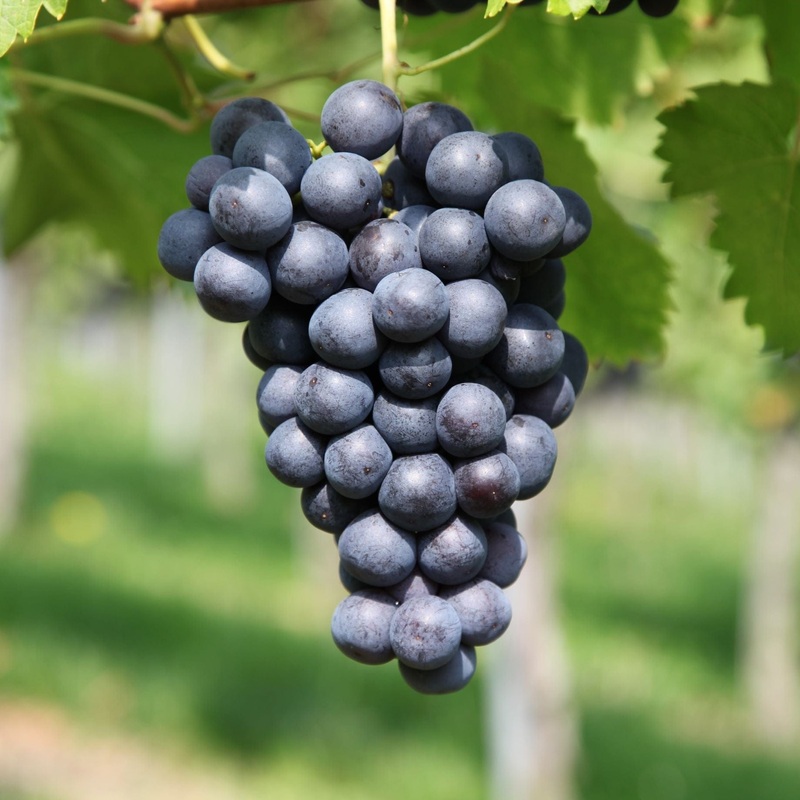 ‘Marchal Foch’ Outdoor Grape Vine