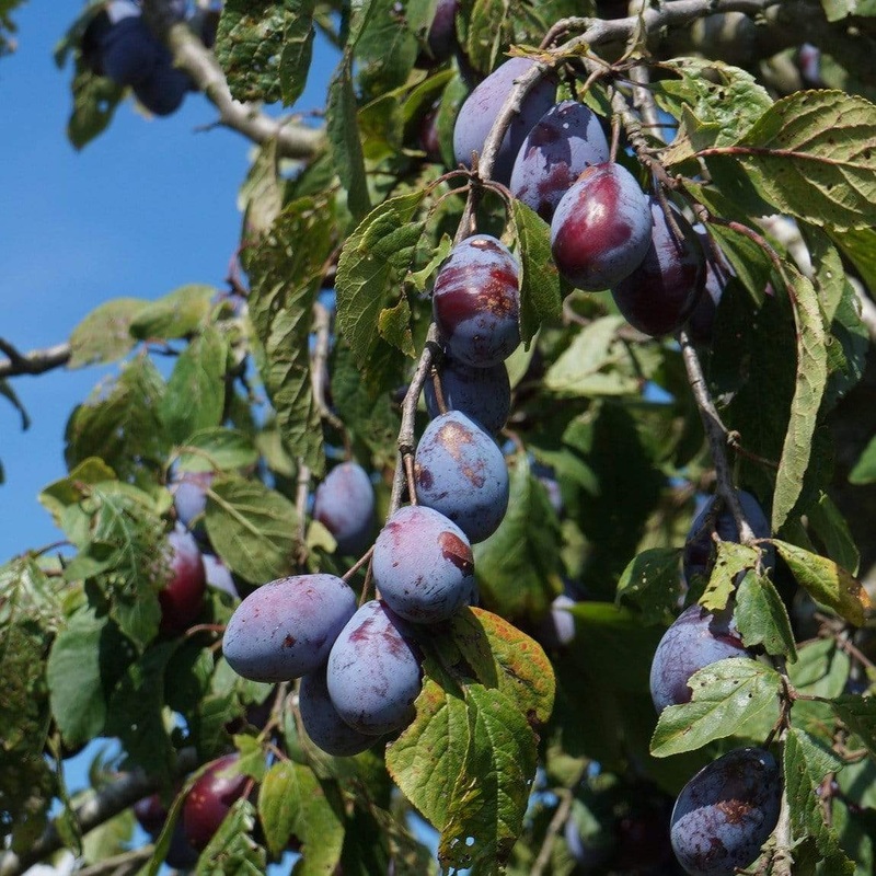 ‘Merryweather’ Damson Tree Patio Tree in a 4.5L Pot