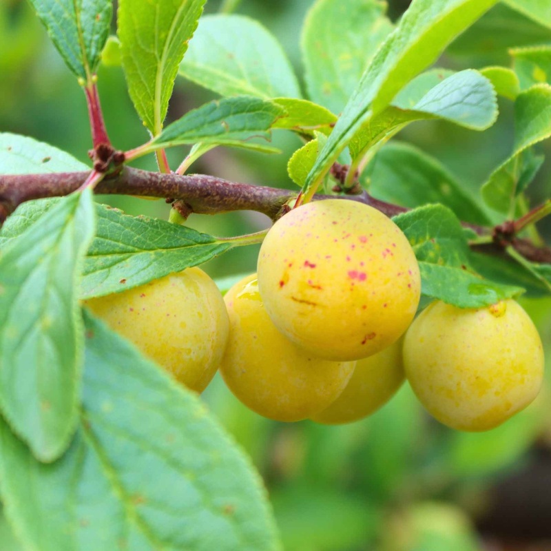 ‘Mirabelle De Nancy’ Plum Tree 2 Year Old Tree in a 9L Pot