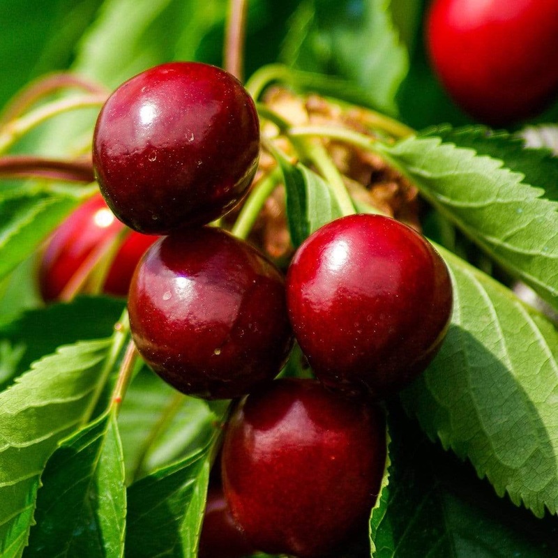 ‘Morello’ Cherry Tree 2 Year Old Tree in a 9L Pot