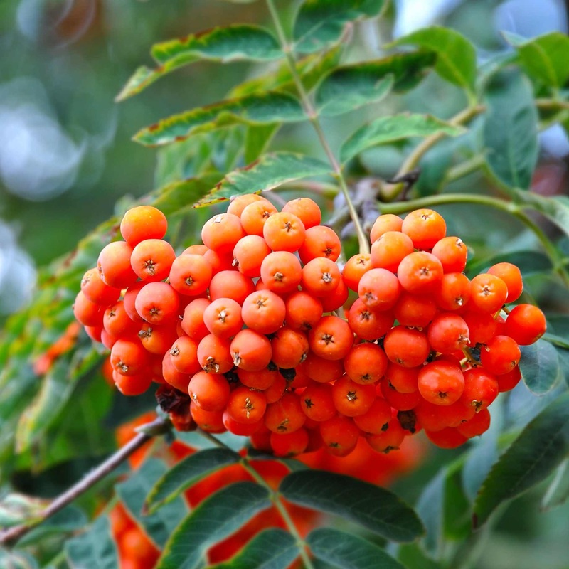 Mountain Ash Rowan Tree | Sorbus arnoldiana ‘Apricot Queen’