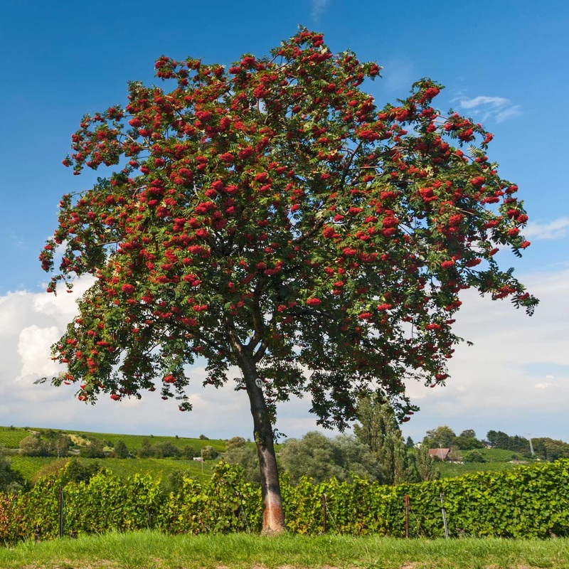 Mountain Ash Rowan Tree | Sorbus aucuparia ‘Aspleniifolia’