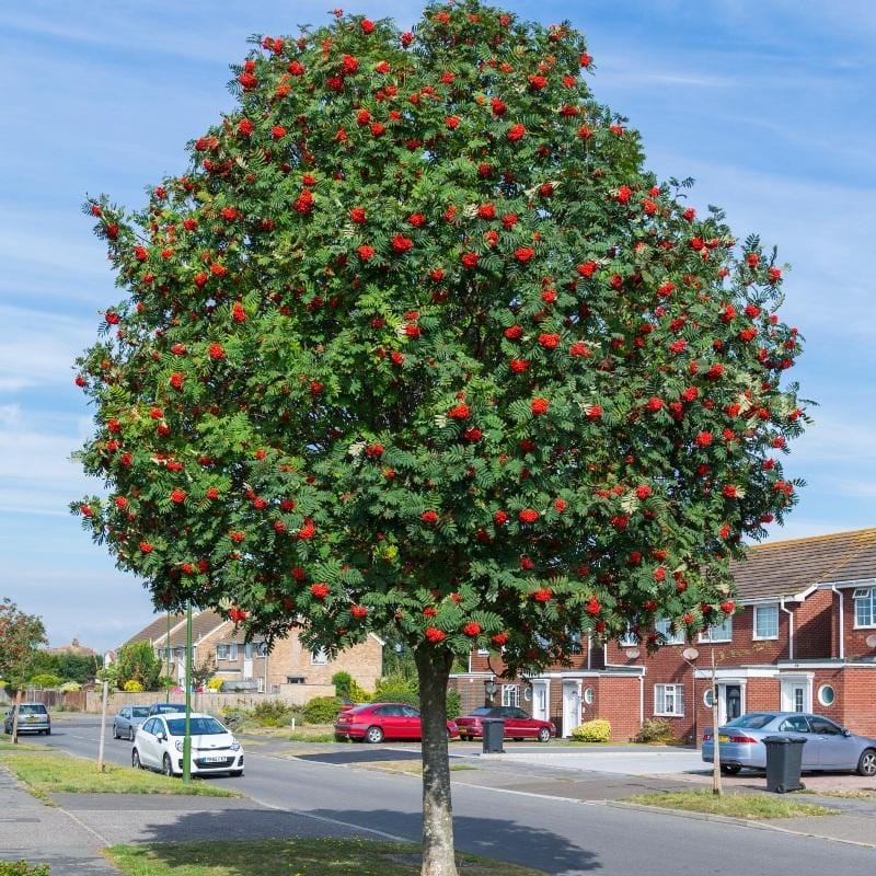 Mountain Ash Rowan Tree | Sorbus aucuparia Tree in a 3L pot
