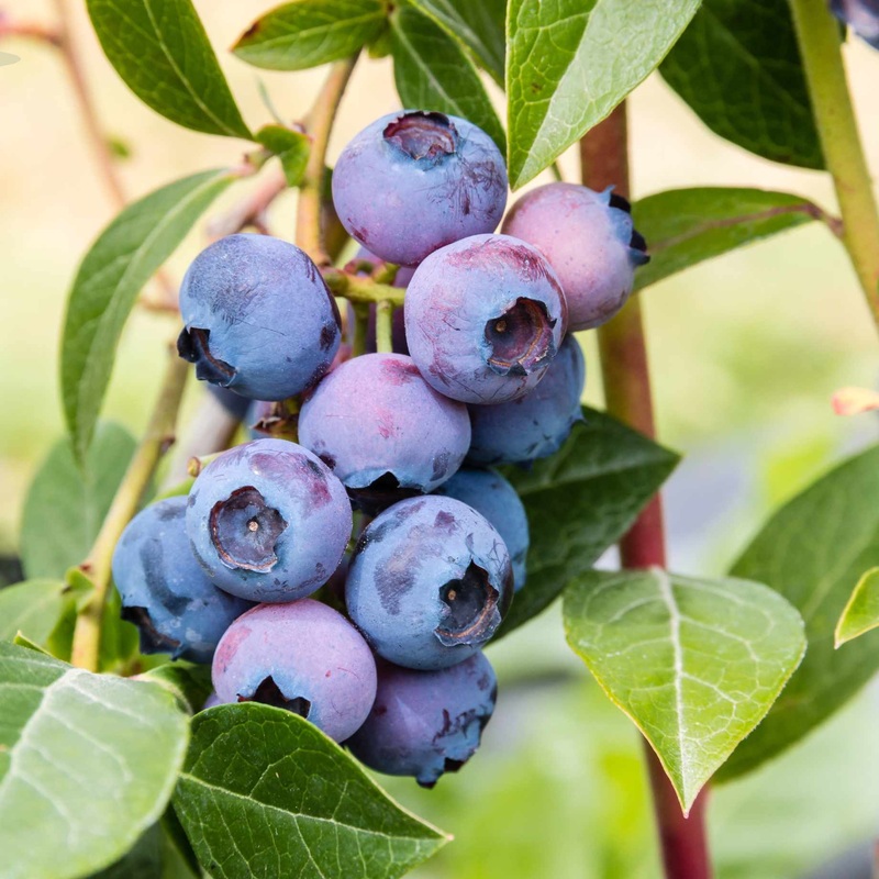 ‘Northland’ Blueberry Bush