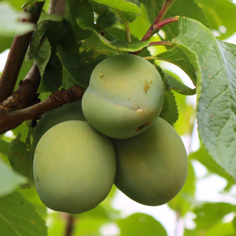‘Old Greengage’ Plum Tree Patio Tree in a 4.5L Pot