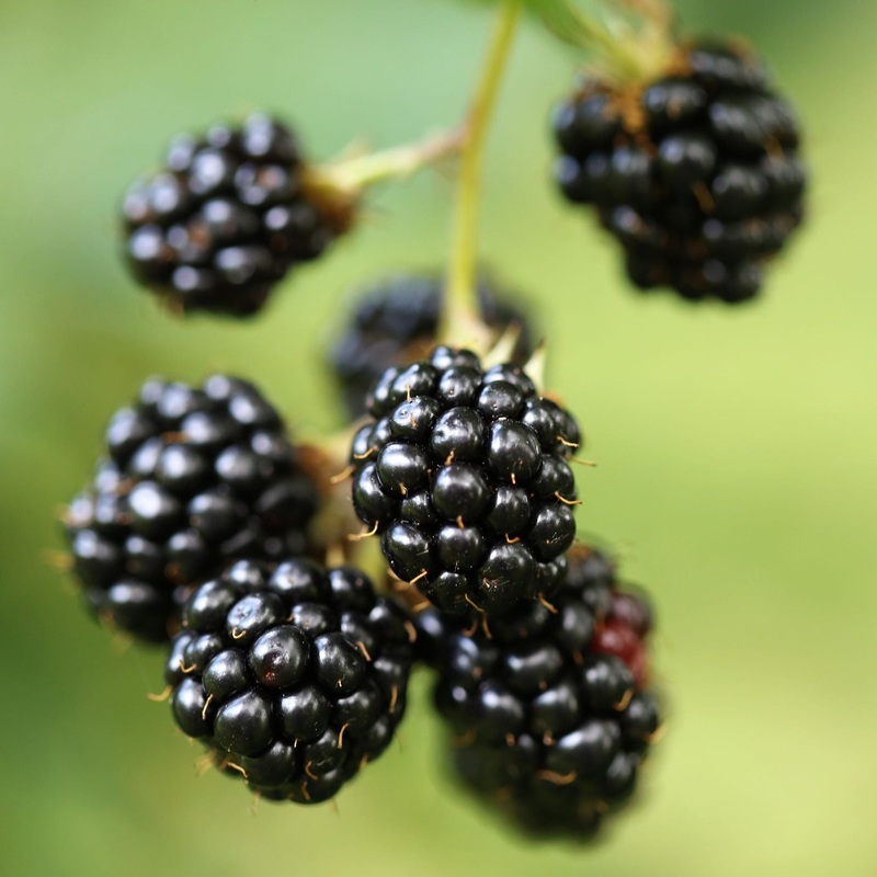 ‘Opal’ Dwarf Blackberry Plant