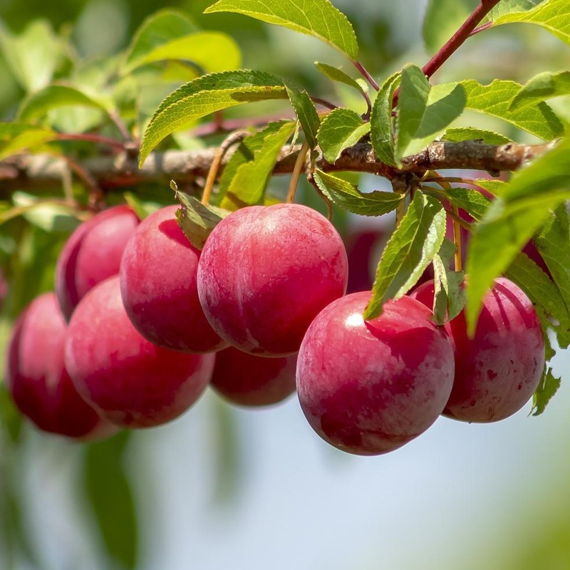 ‘Opal’ Plum Tree Patio Tree in a 4.5L Pot
