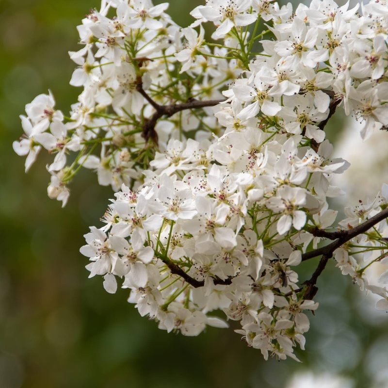 Ornamental Pear Tree | Pyrus ‘Chanticleer’ 2 Year Old Tree in a 9L Pot