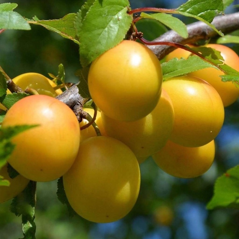 ‘Oullins Golden Gage’ Plum Tree Patio Tree in a 4.5L Pot