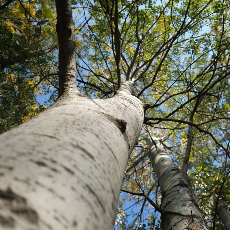 Paper Birch Tree | Betula papyrifera 2 Year Old Tree in a 9L Pot
