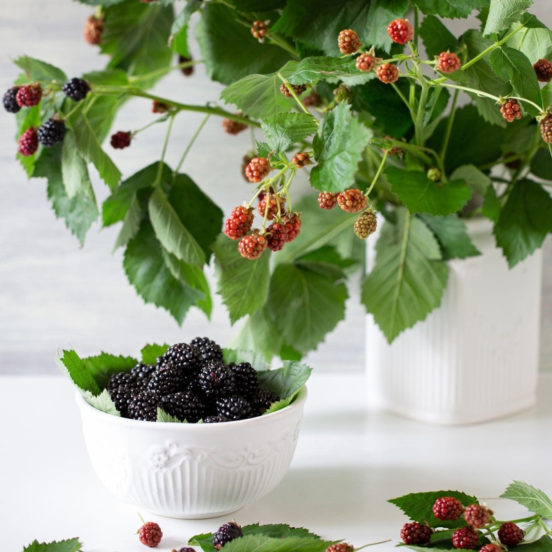 Patio Blackberry Plant | Rubus fruticosus ‘Tiny Black’