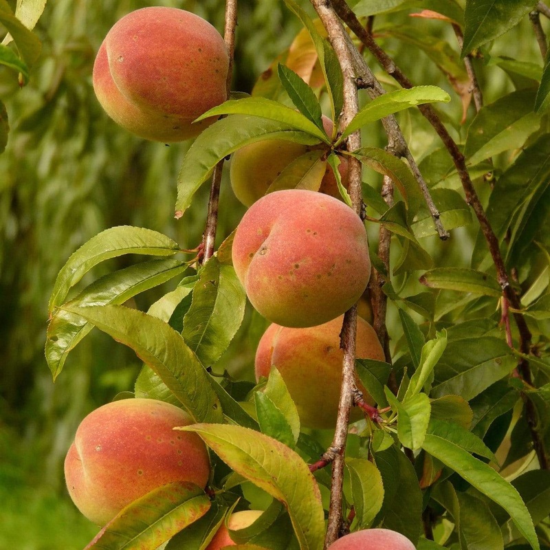 ‘Peregrine’ Peach Tree Patio Tree in a 4.5L Pot