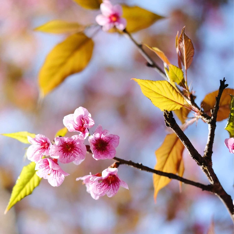 Pink Cherry Blossom Tree | Prunus ‘Collingwood Ingram’