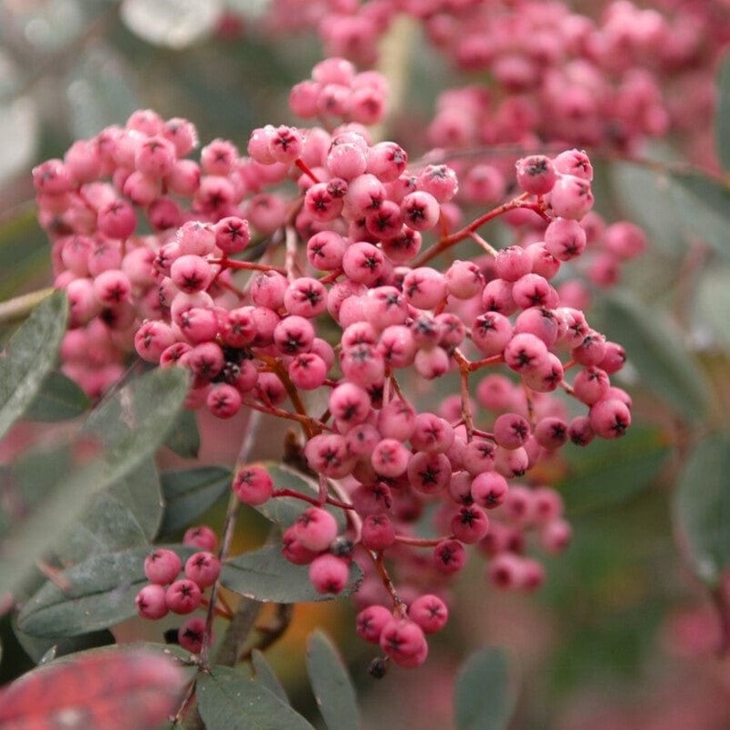 ‘Pink Pagoda’ Rowan Tree | Sorbus hupehensis 2 Year Old Tree in a 9L Pot