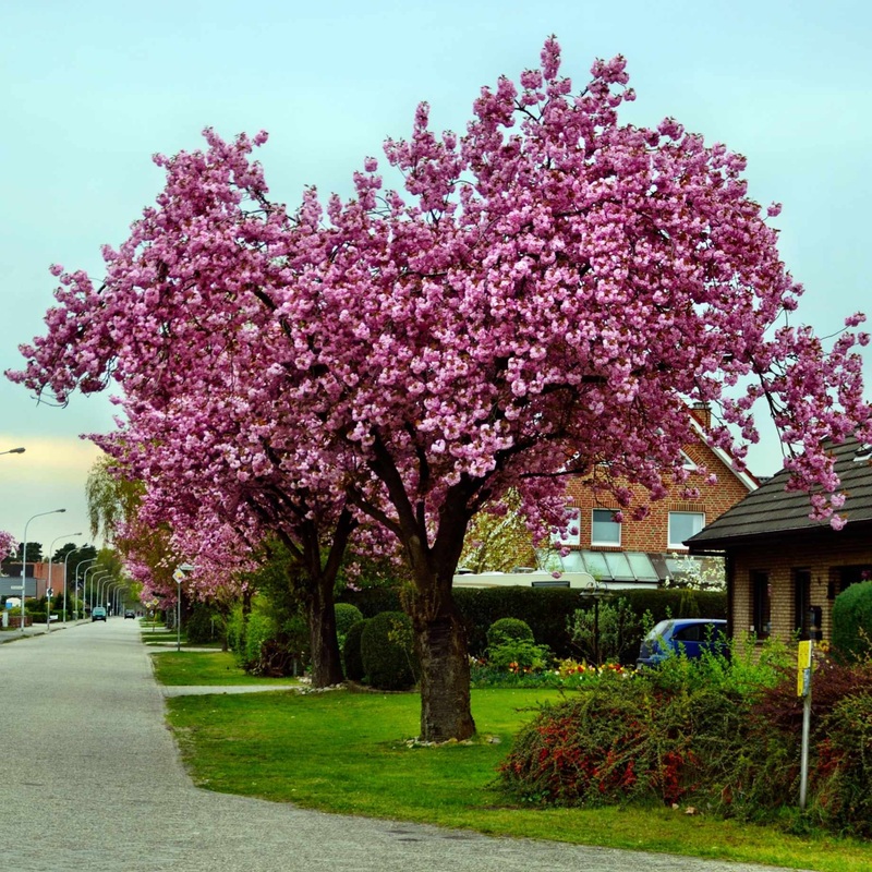 ‘Pink Perfection’ Cherry Blossom Tree 2 Year Old Tree in a 9L Pot