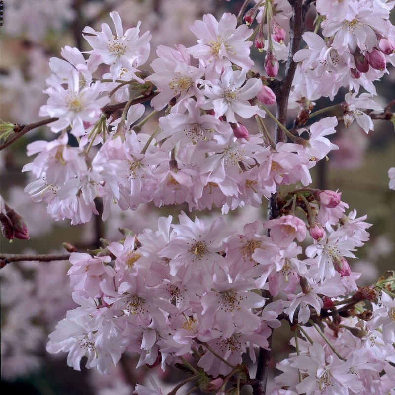 Pink Winter Flowering Cherry Tree | Prunus x subhirtella ‘Autumnalis Rosea’ 2 Year Old Tree in a 9L Pot
