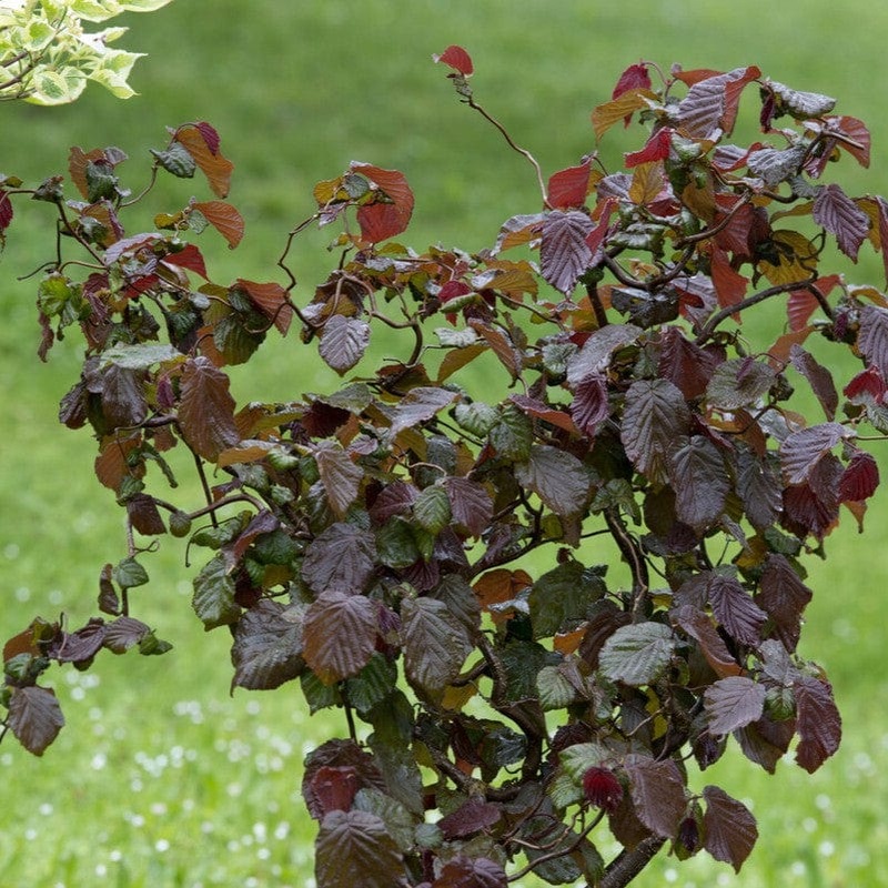 Purple Corkscrew Hazel | Corylus avellana ‘Red Majestic’ Tree in a 3L Pot