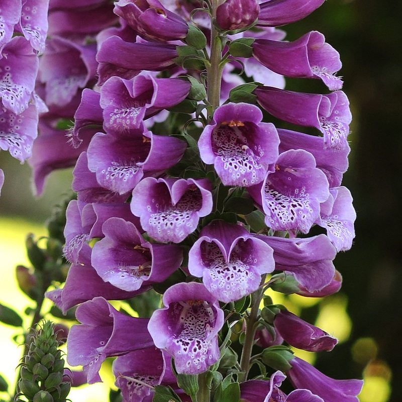 Purple Foxglove | Digitalis ‘Dalmatian Purple’ Garden Ready Plant in a 1L Pot