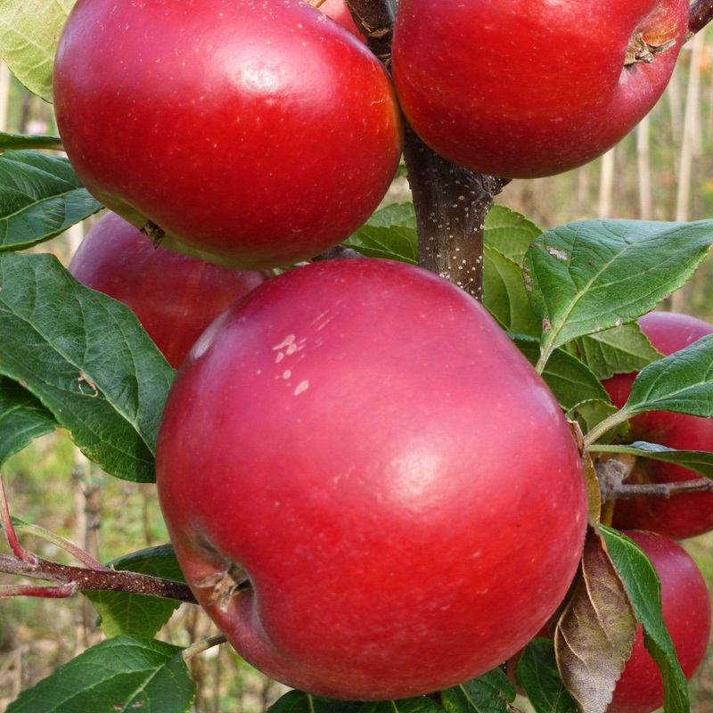 ‘Red Devil’ Apple Tree 2 Year Old Tree in a 9L Pot