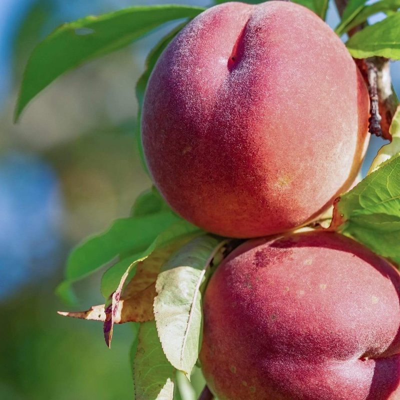 ‘Red Haven’ Peach Tree 2 Year Old Tree in a 9L Pot