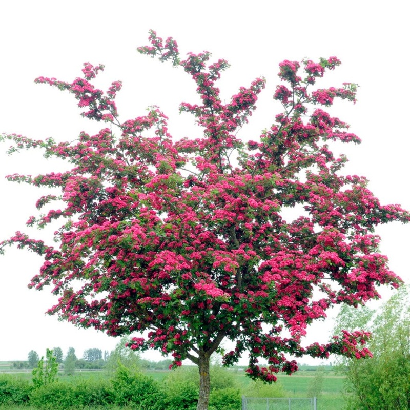 Red Hawthorn Tree | Crataegus laevigata ‘Paul’s Scarlet’ 2 Year Old Multi-stem Bush in a 9L Pot