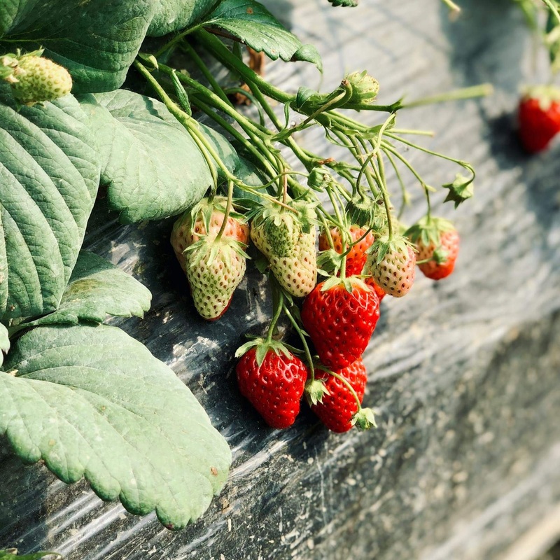 ‘Rhapsody’ Strawberry Plants