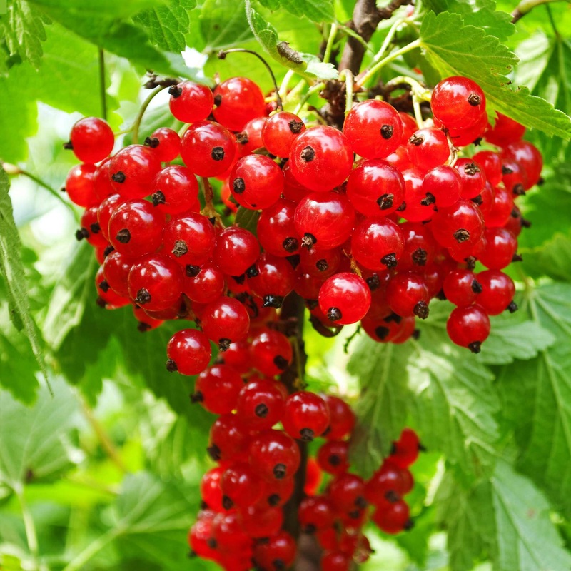 ‘Rolan’ Redcurrant Bush
